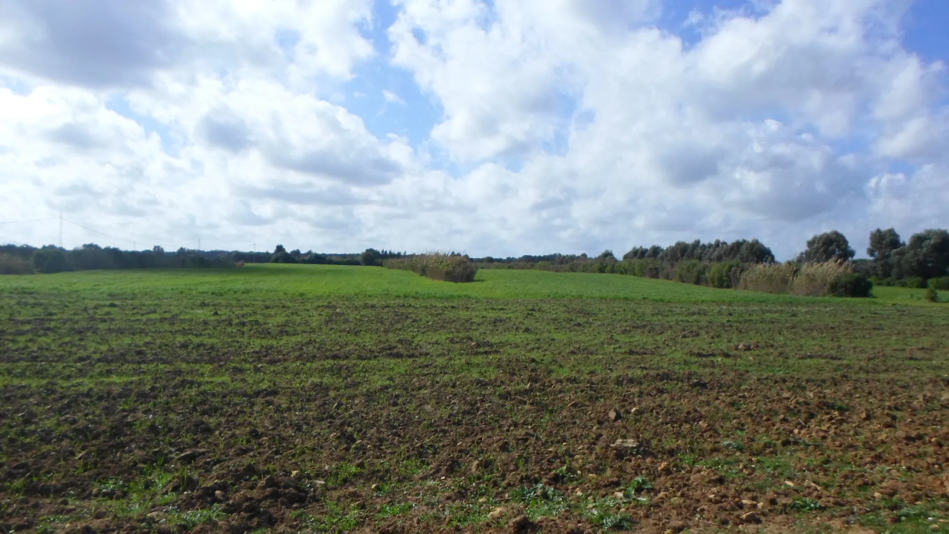  terrain agricole a kerkouane à Nabeul - Photo 2