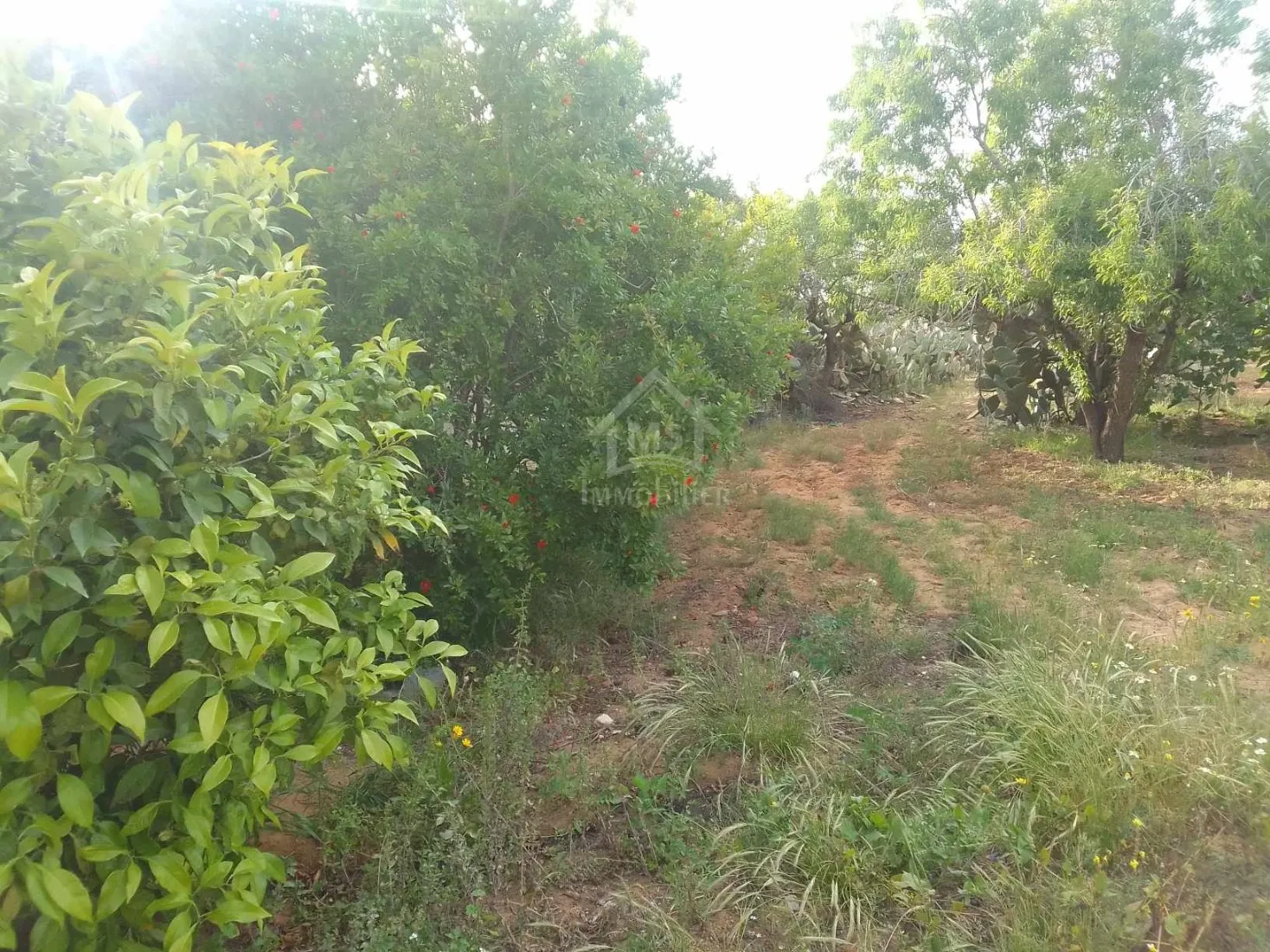  دار و معاها أرض للبيع في الحمامات الجنوبية 51355351 à Nabeul - Photo 3