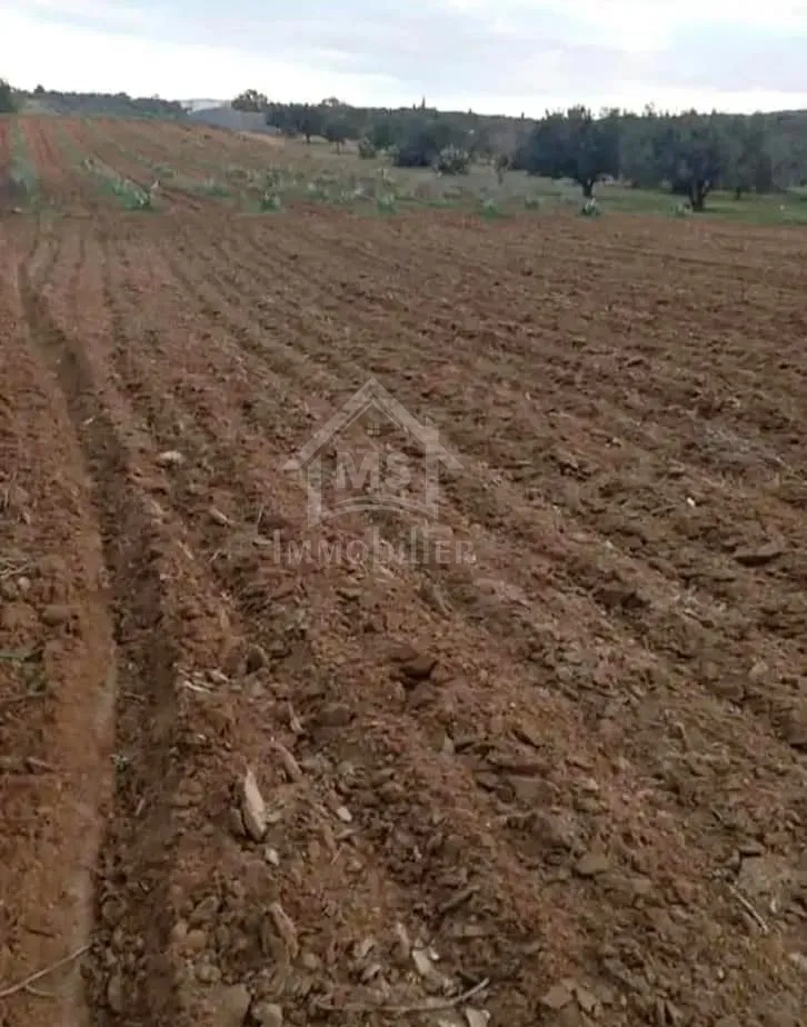  Terrain de 1000 m² à Birbouragba à vendre 51355351 à Nabeul - Photo 2