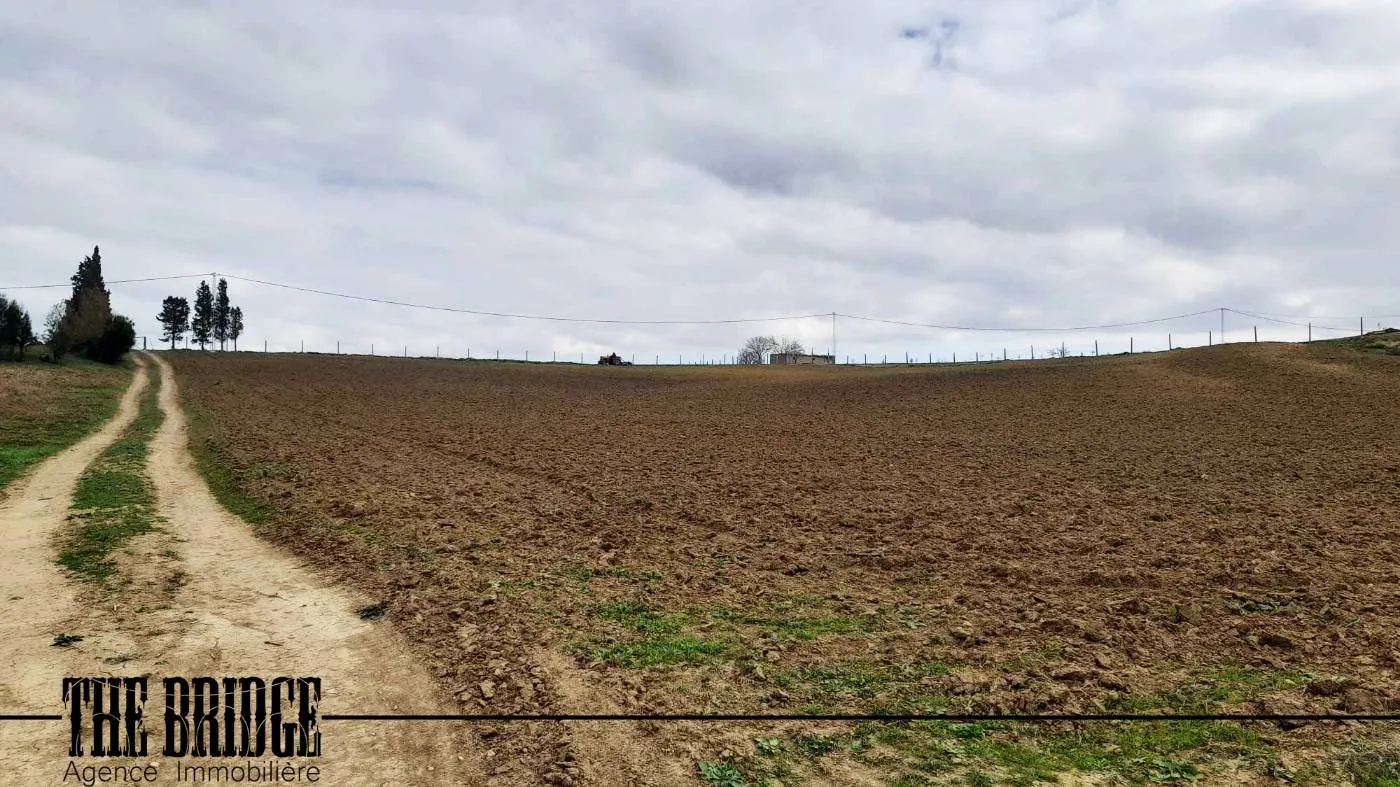 11 500 m² nu à Bouargoub à Nabeul - Photo 3