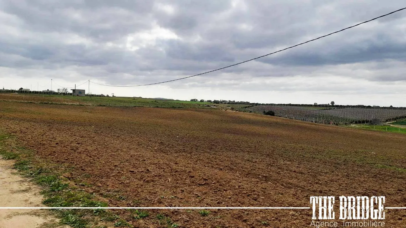  11 500 m² nu à Bouargoub à Nabeul - Photo 2