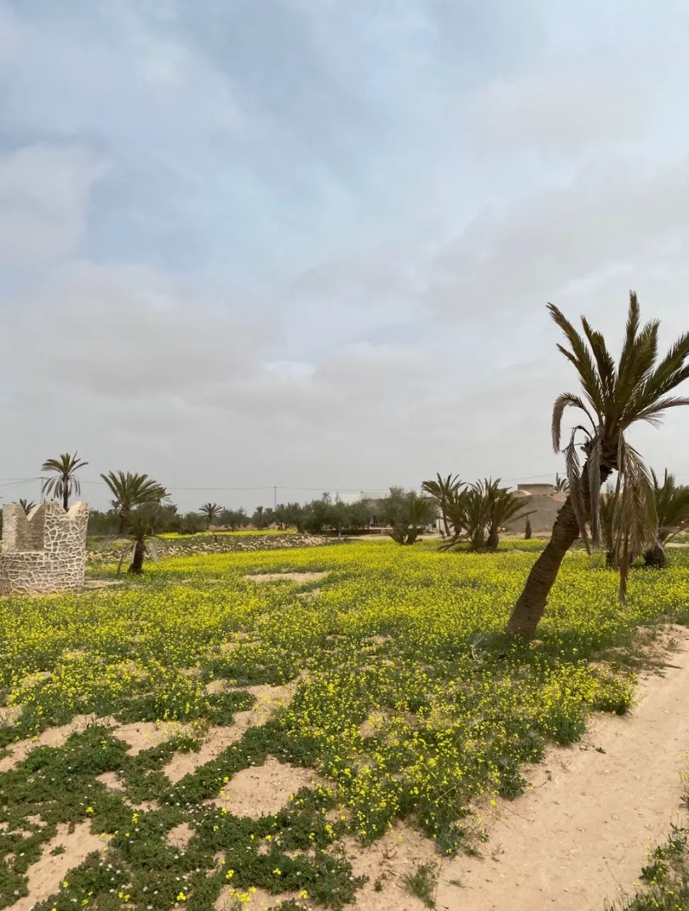  Villa et houch arbi sur terrain 5000 mètre à Djerba à Medenine - Photo 3
