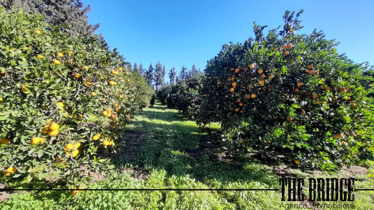  6 hectares d’agrumes à Manzel Bouzelfa à Nabeul - Photo 2
