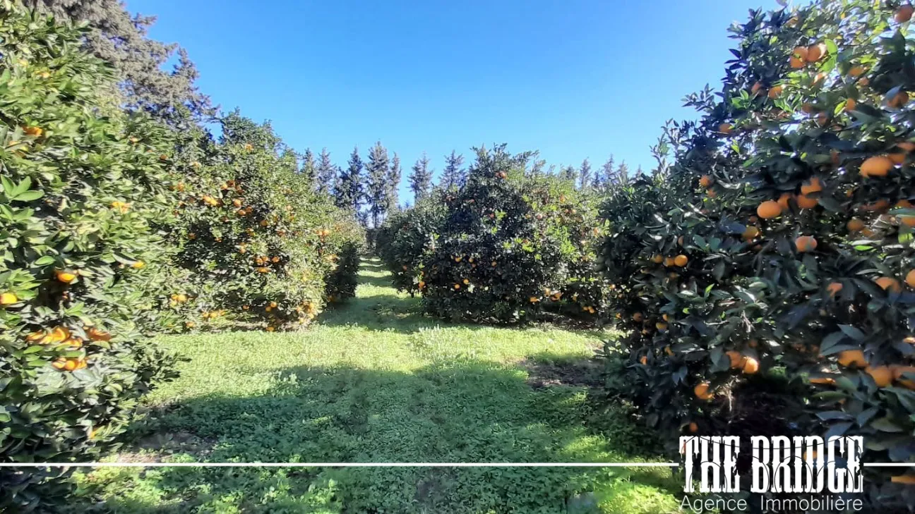  6 hectares d’agrumes à Manzel Bouzelfa à Nabeul - Photo 3