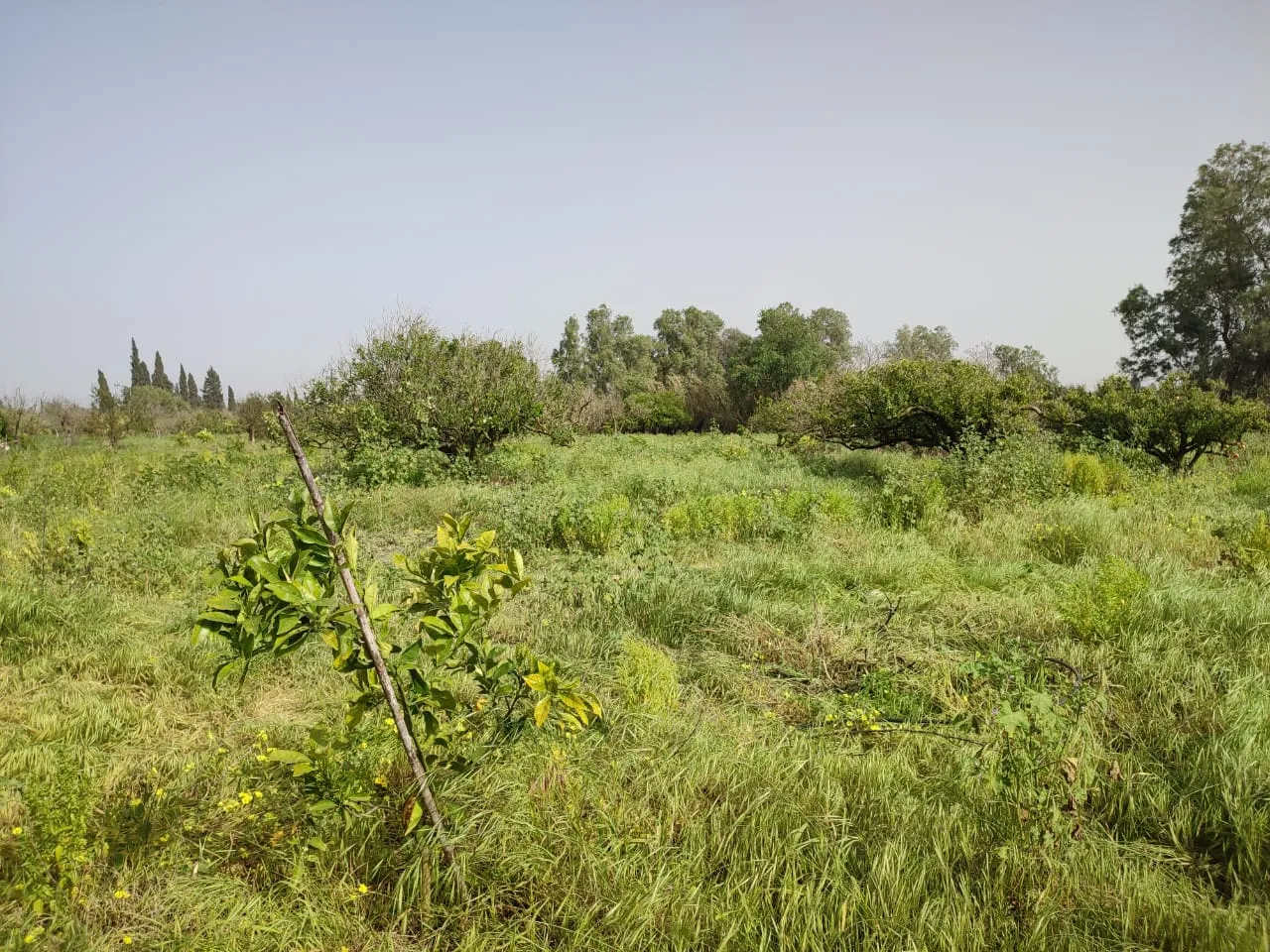  terrain pour votre futur investissement à Nabeul - Photo 3