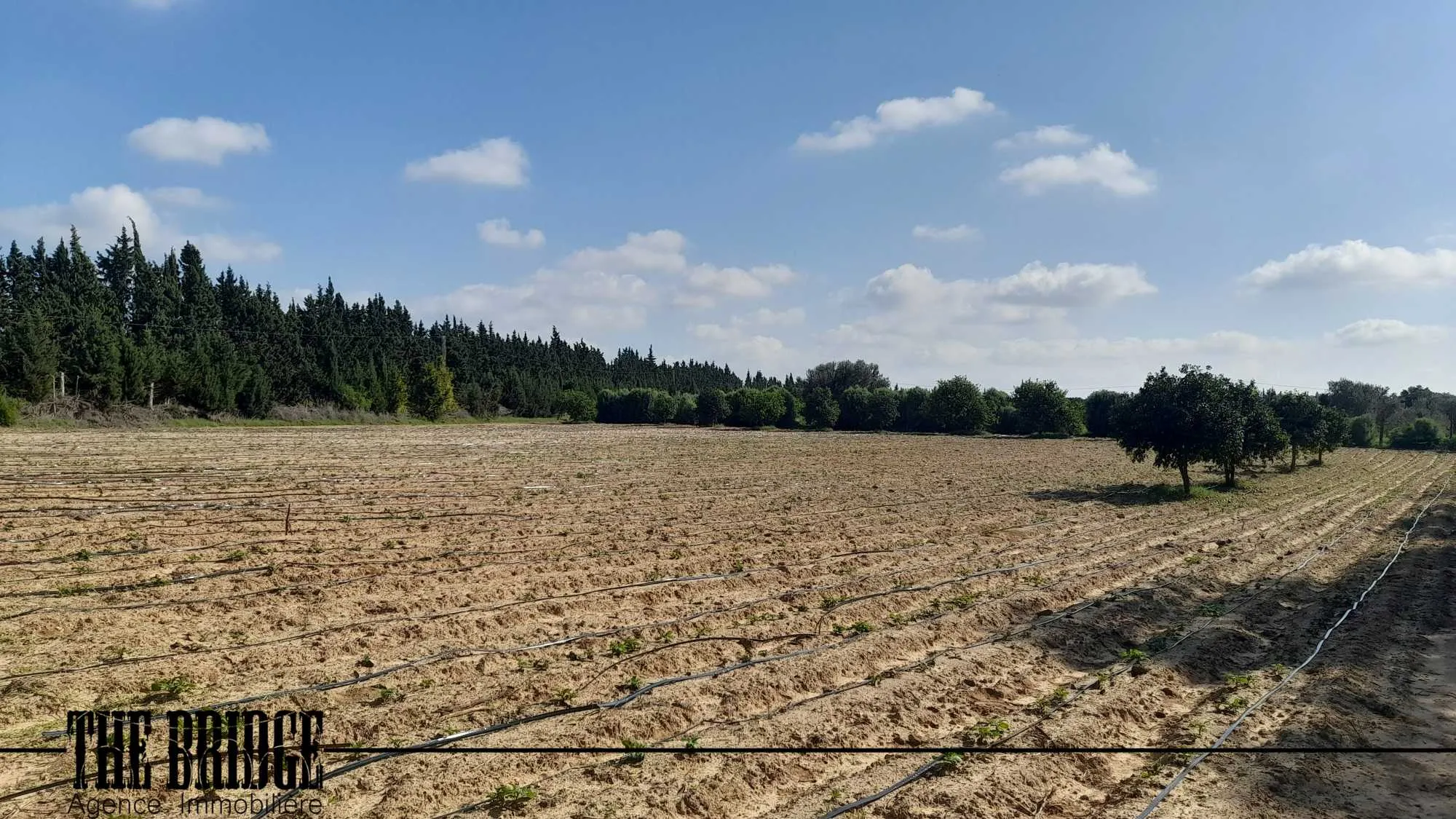  7 hectares à El Kharrouba Bouargoub à Nabeul - Photo 2