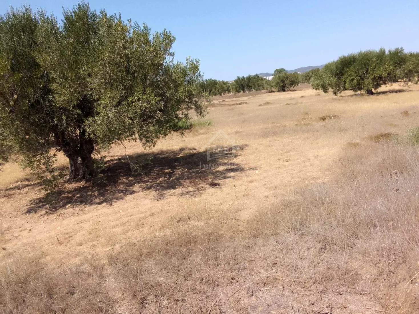 Terrain de 1000 m² à Hammamet Sud à vendre à 60 MD 51355351 à Nabeul - Photo 2