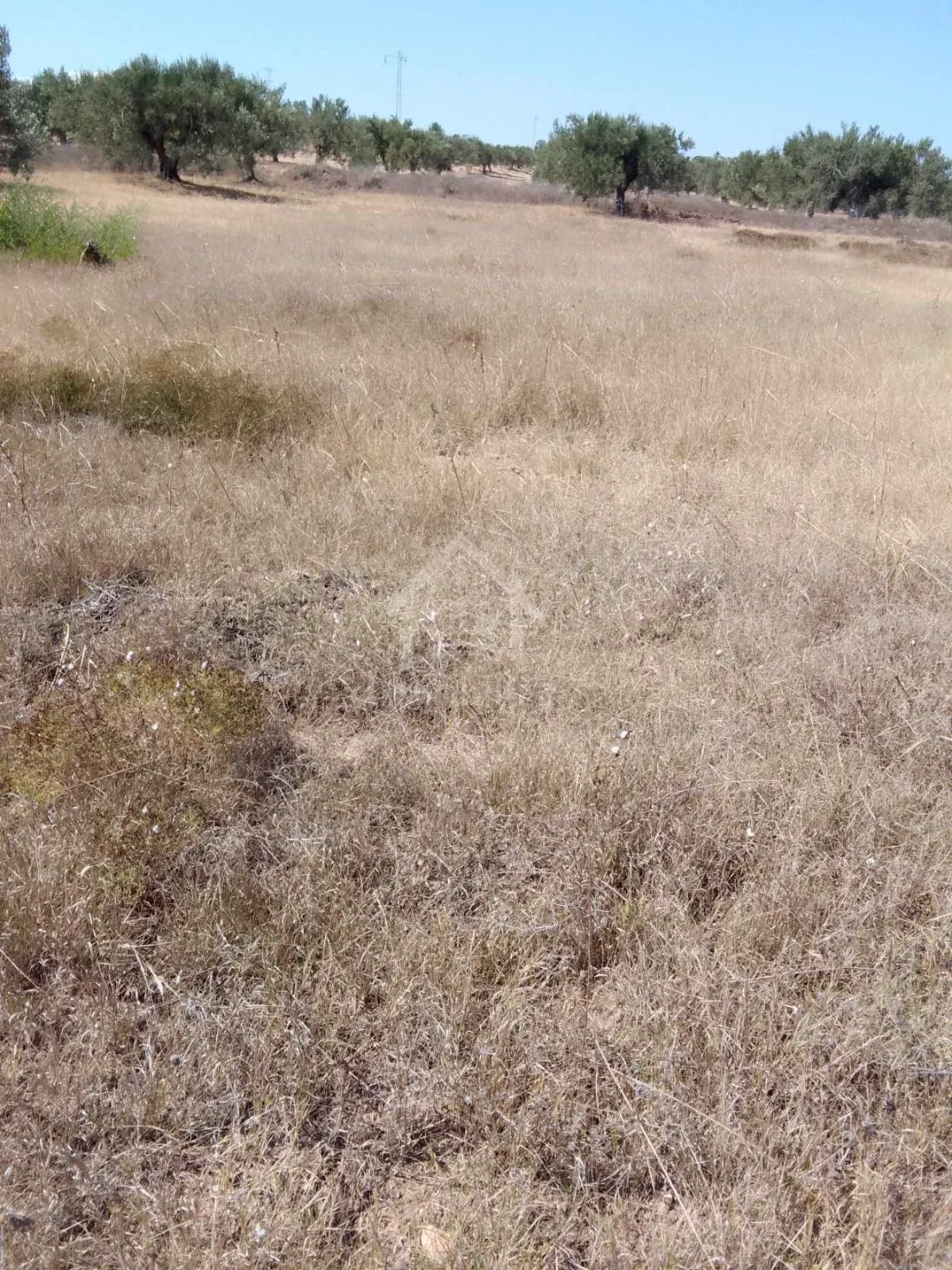  Terrain de 1000 m² à Hammamet Sud à vendre à 60 MD 51355351 à Nabeul - Photo 3