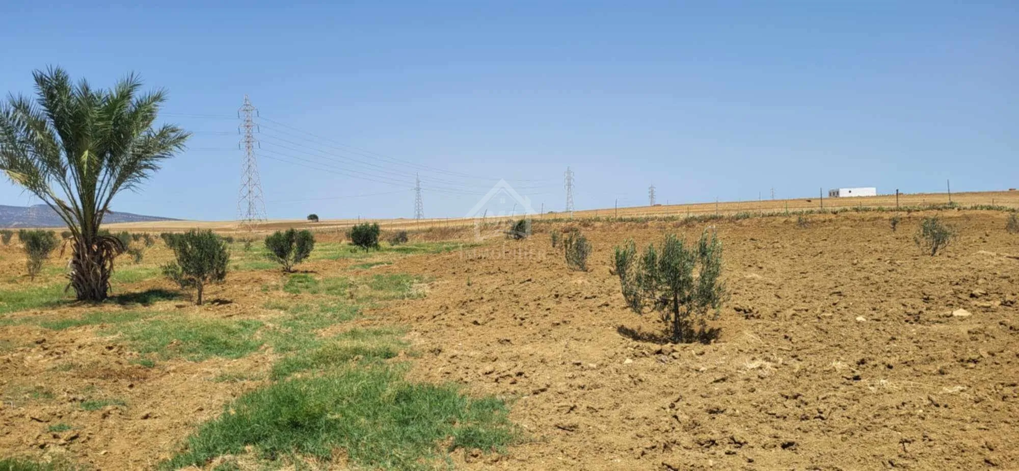  6.5 hectares avec une maison à vendre à Hammamet Sud51355351 à Nabeul - Photo 3