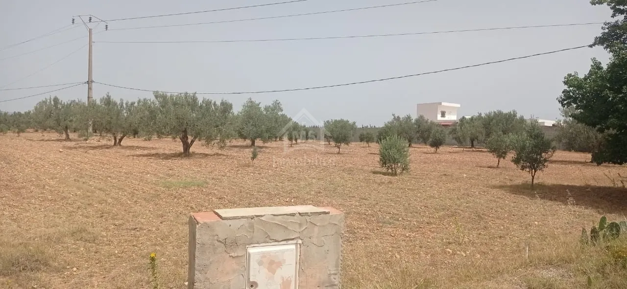  Terrain de 4800 m² à Sidi Mtir à vendre à 270 MD 51355351 à Nabeul - Photo 2