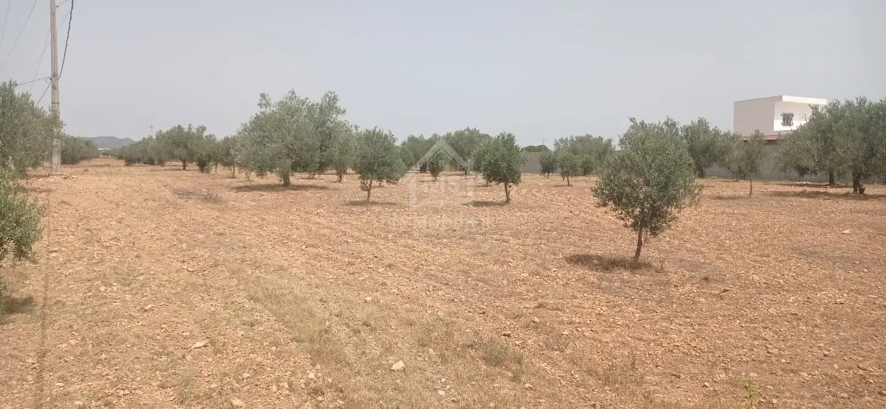  Terrain de 4800 m² à Sidi Mtir à vendre à 270 MD 51355351 à Nabeul - Photo 3