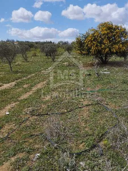  Un lot de terrain de 500 m² à vendre à 60 MD à Hammamet Sud 51355351 à Nabeul - Photo 3
