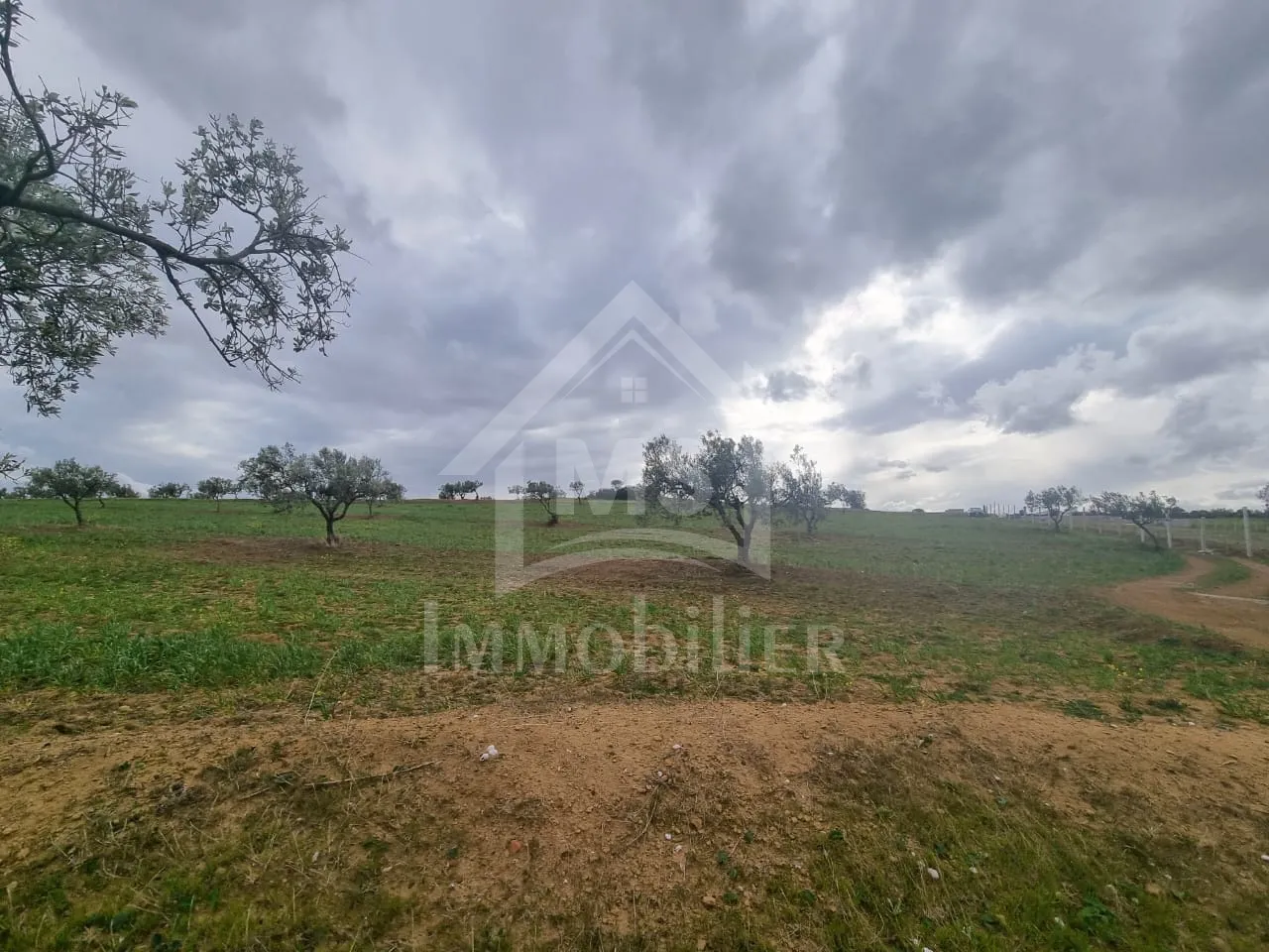  1 hectare planté d'oliviers à Hammamet sud à vendre 51355351 à Nabeul - Photo 2