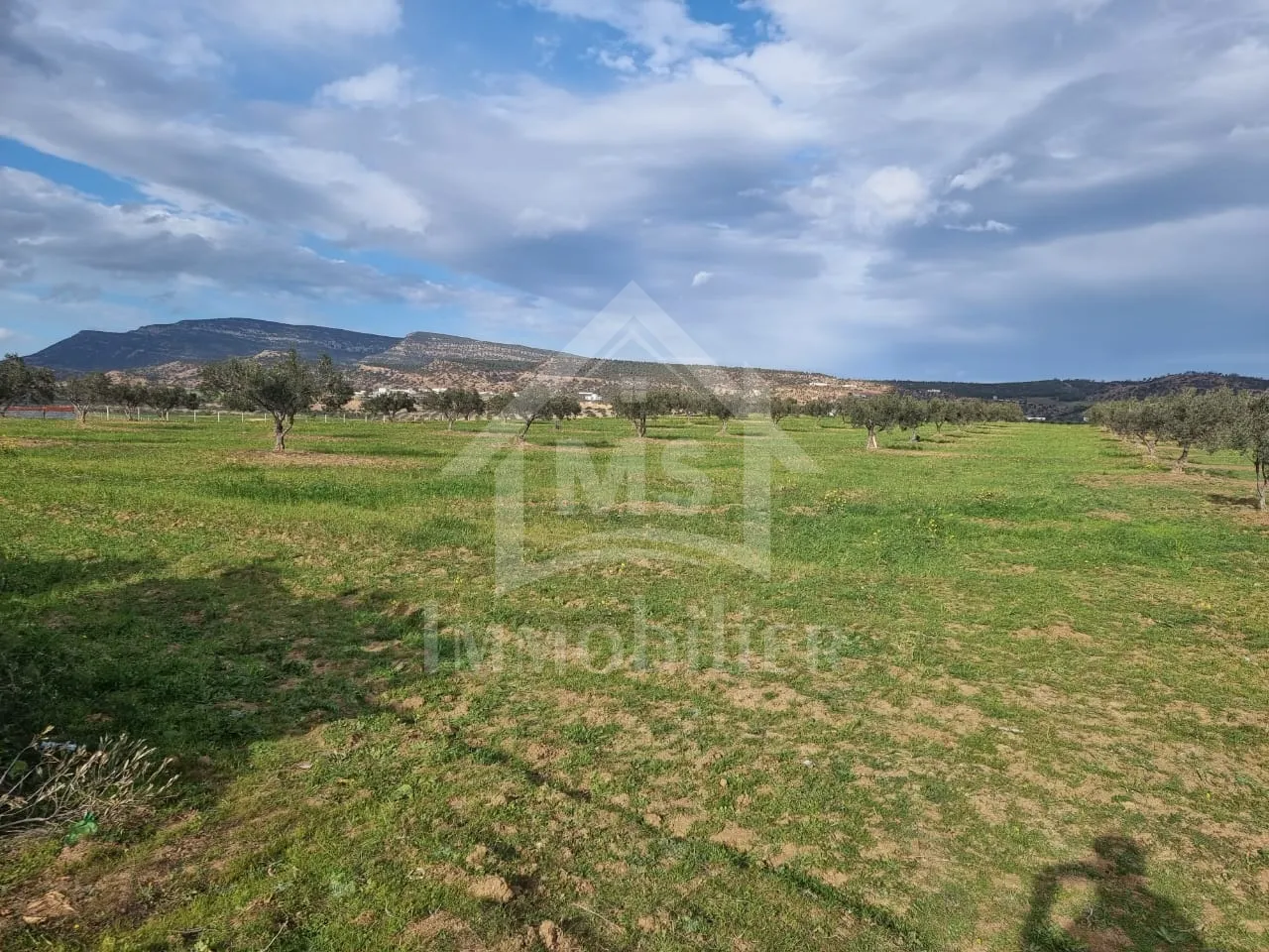  1 hectare planté d'oliviers à Hammamet sud à vendre 51355351 à Nabeul - Photo 3