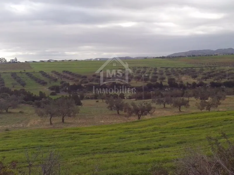  4 hectares ayant une vue de mer à vendre à Hammamet Sud 51355351 à Nabeul - Photo 2