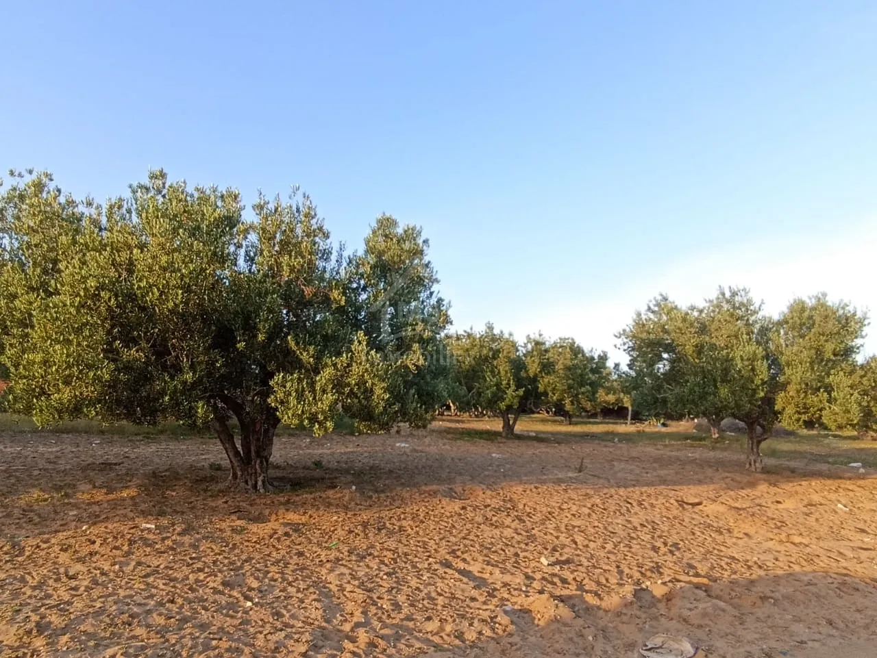  Terrain de 454 m² à coté villa verde à vendre 51355351 à Nabeul - Photo 2