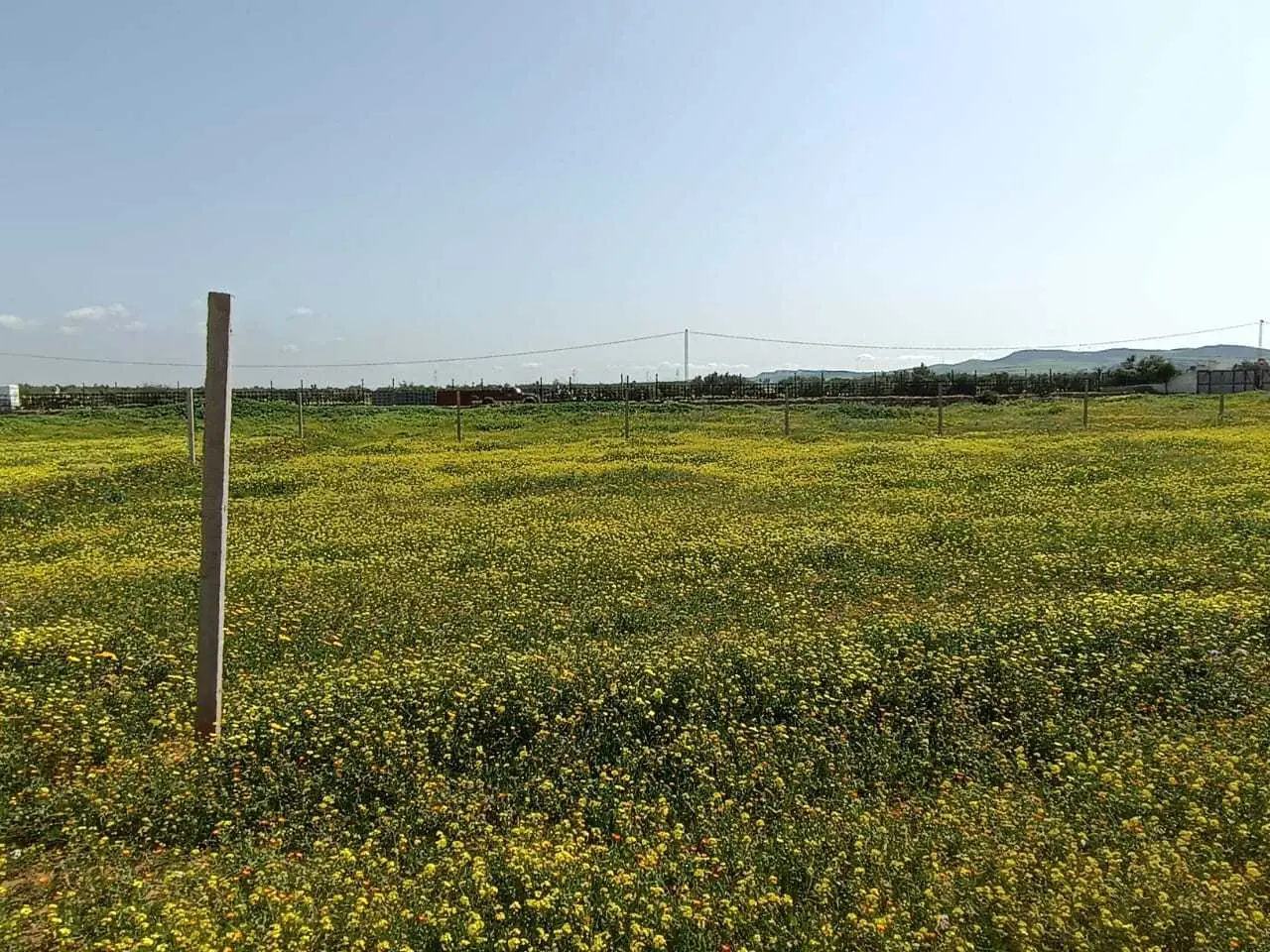  A vendre un lot de terrain a borj el amri à Manouba - Photo 2