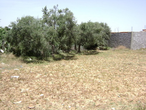  4 hectares ayant une vue de mer à vendre à Hammamet Sud 51355351 