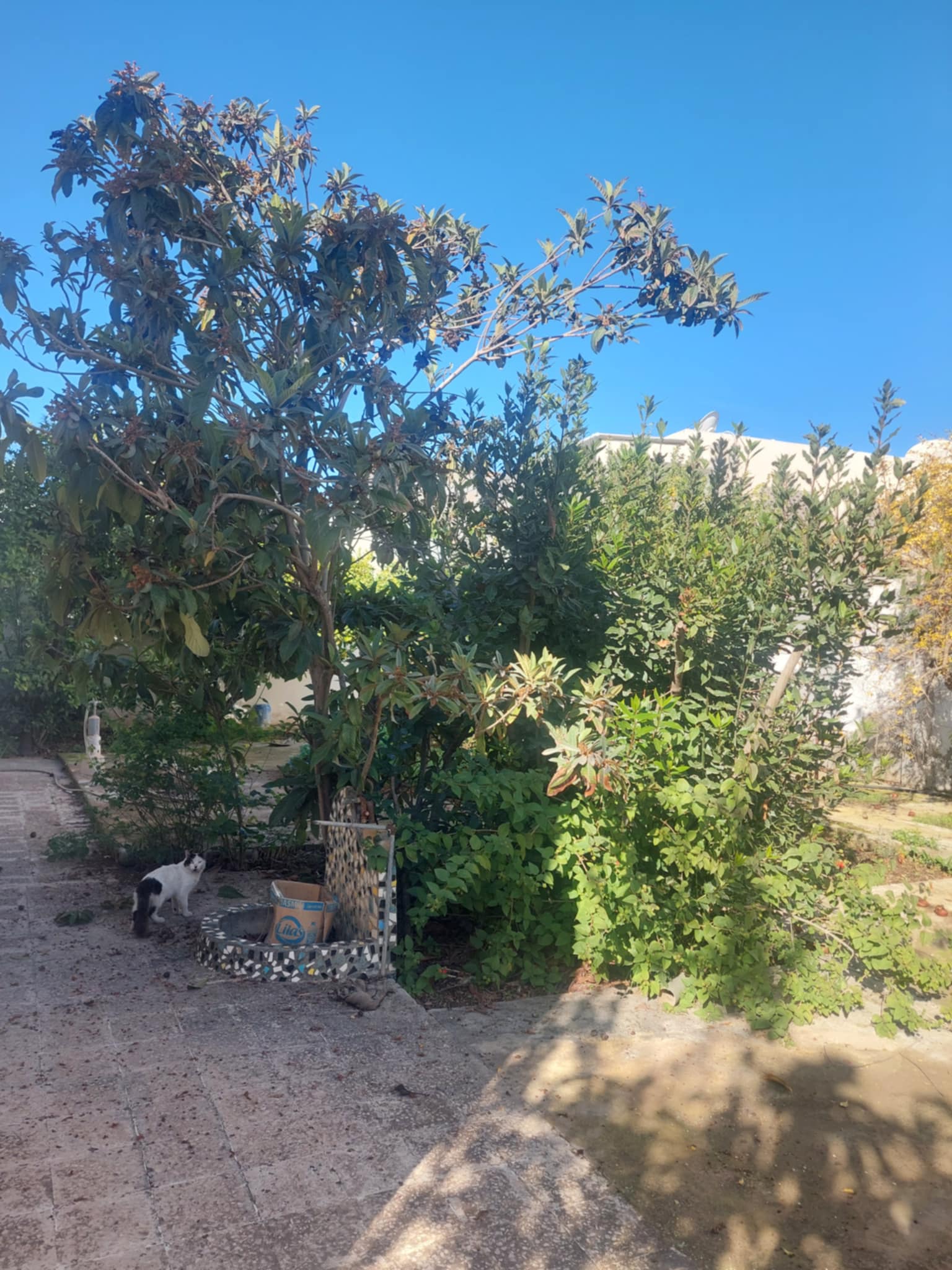    Opportunité villa khazna à Tunis - Photo 4
