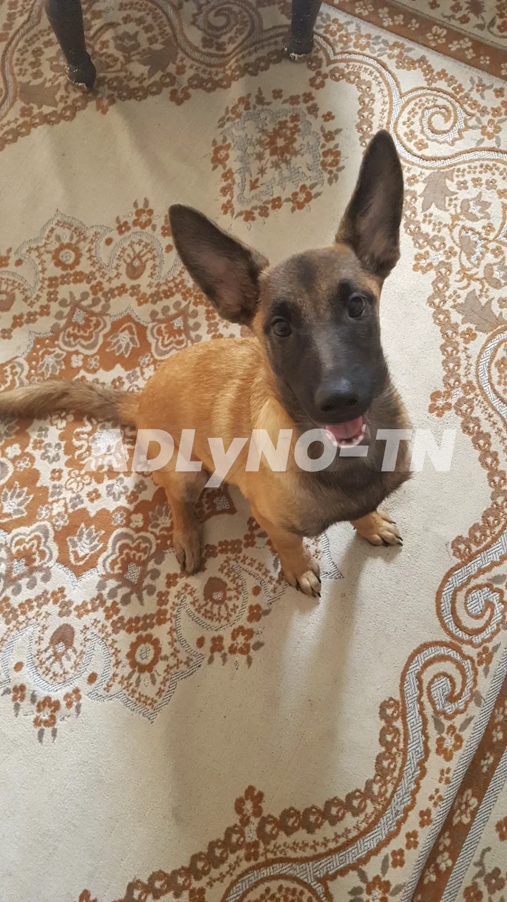 CHIENNE MALINOIS à Ben Arous - Photo 3