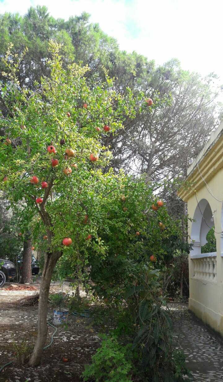    Terrain avec maison à ca à Tunis - Photo 2