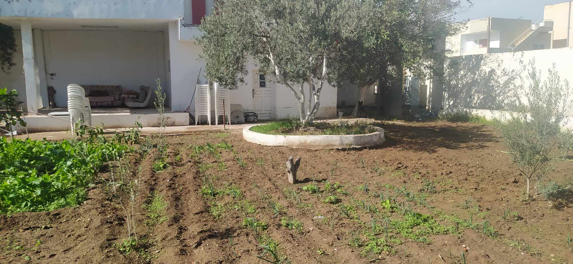   Terrain dans une ruelle à Tunis - Photo 2