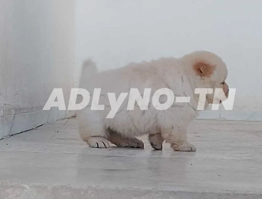 femelle chow-chow à Ben Arous - Photo 3