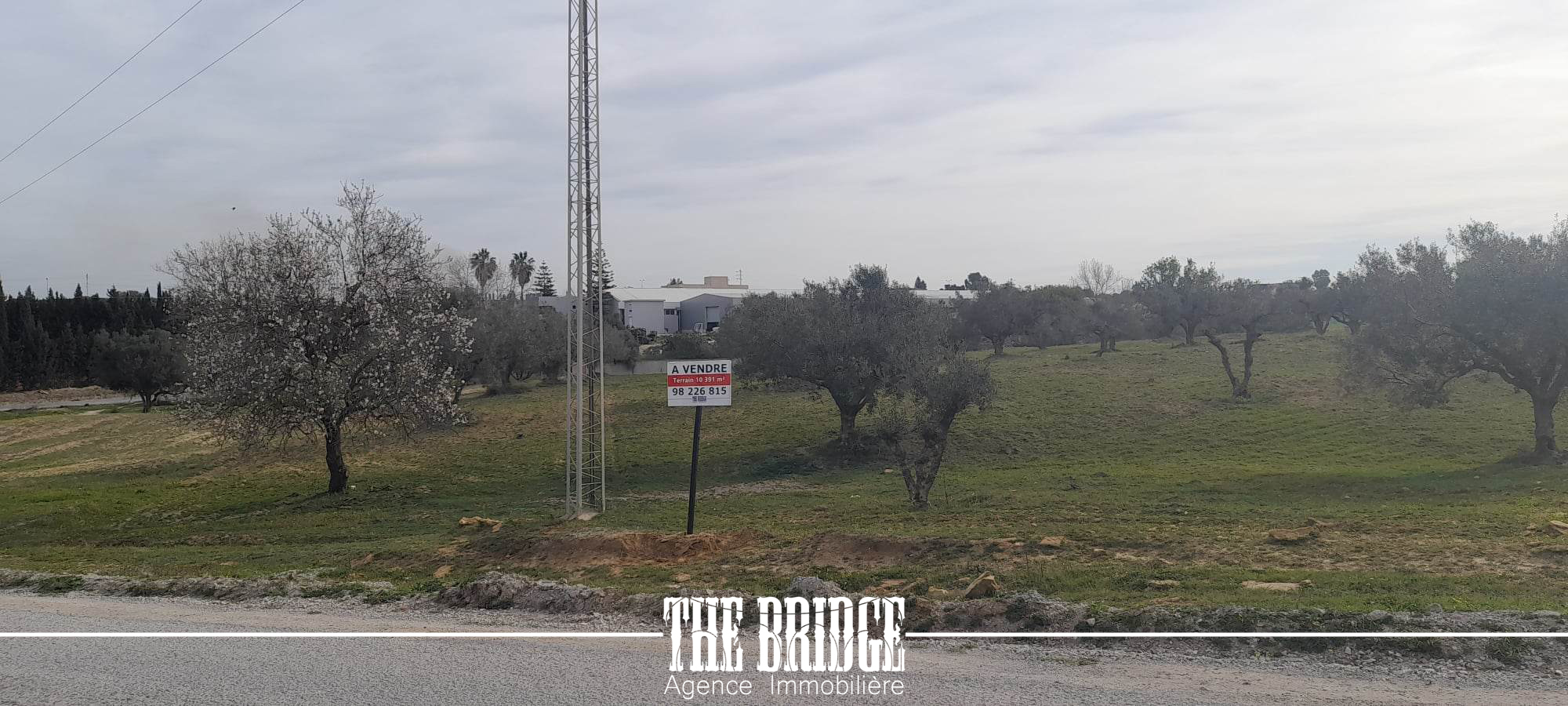     1 hectare dolivier à à Nabeul - Photo 1