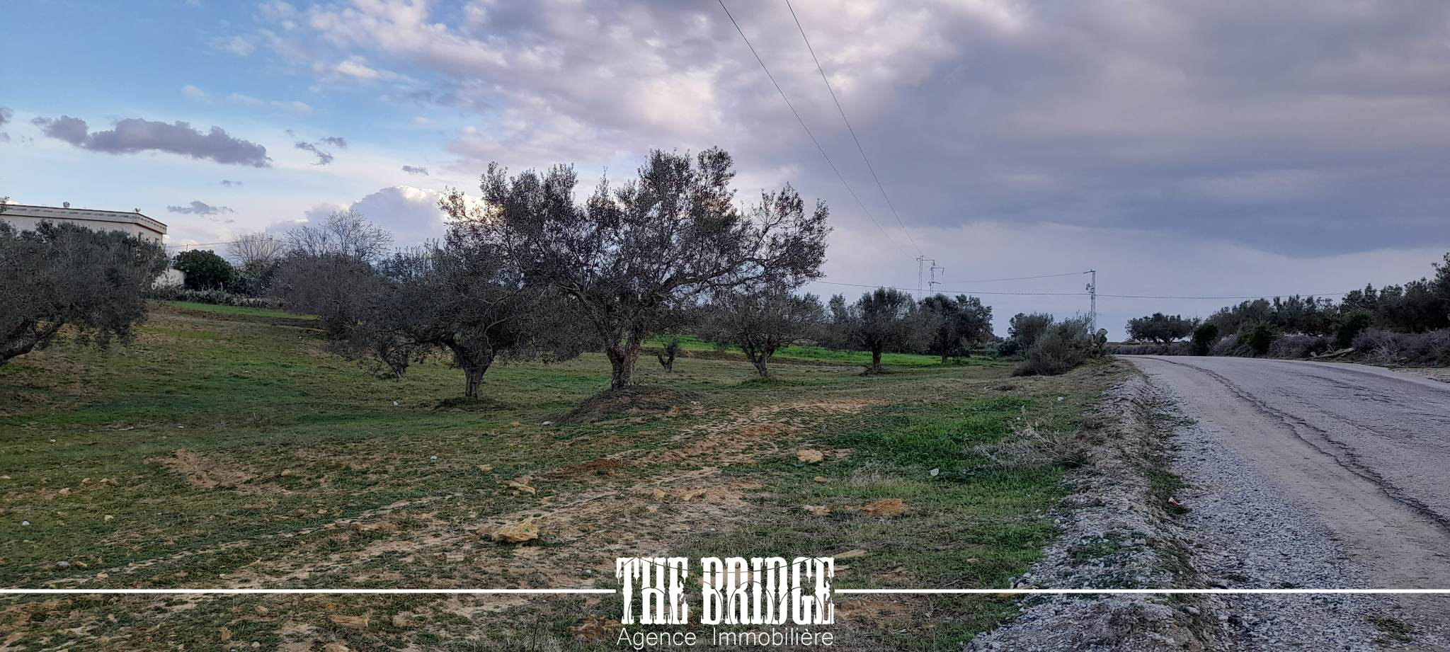     1 hectare dolivier à à Nabeul - Photo 2