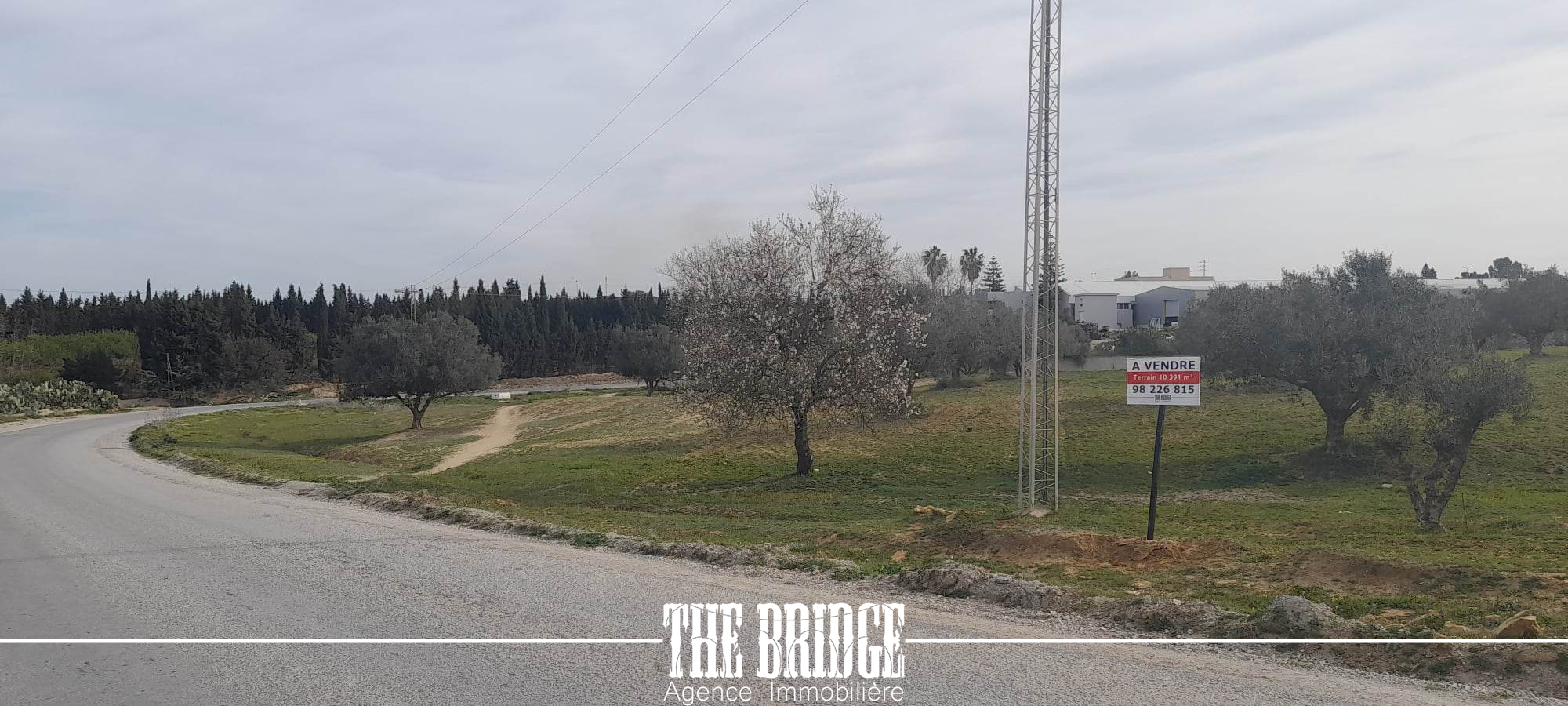     1 hectare dolivier à à Nabeul - Photo 3