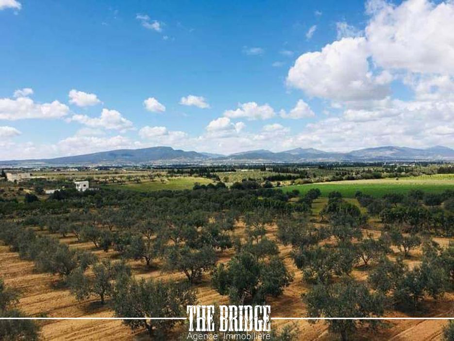     13 845 mc à mhedhba à Nabeul - Photo 1