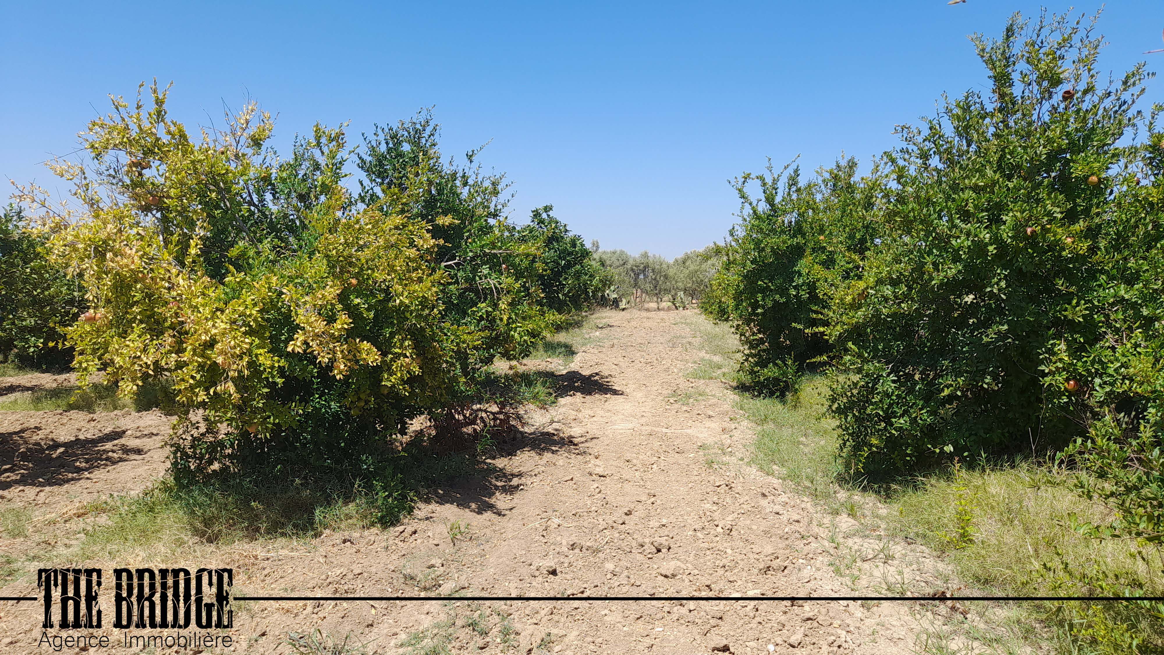    13 845 mc à mhedhba à Nabeul - Photo 2