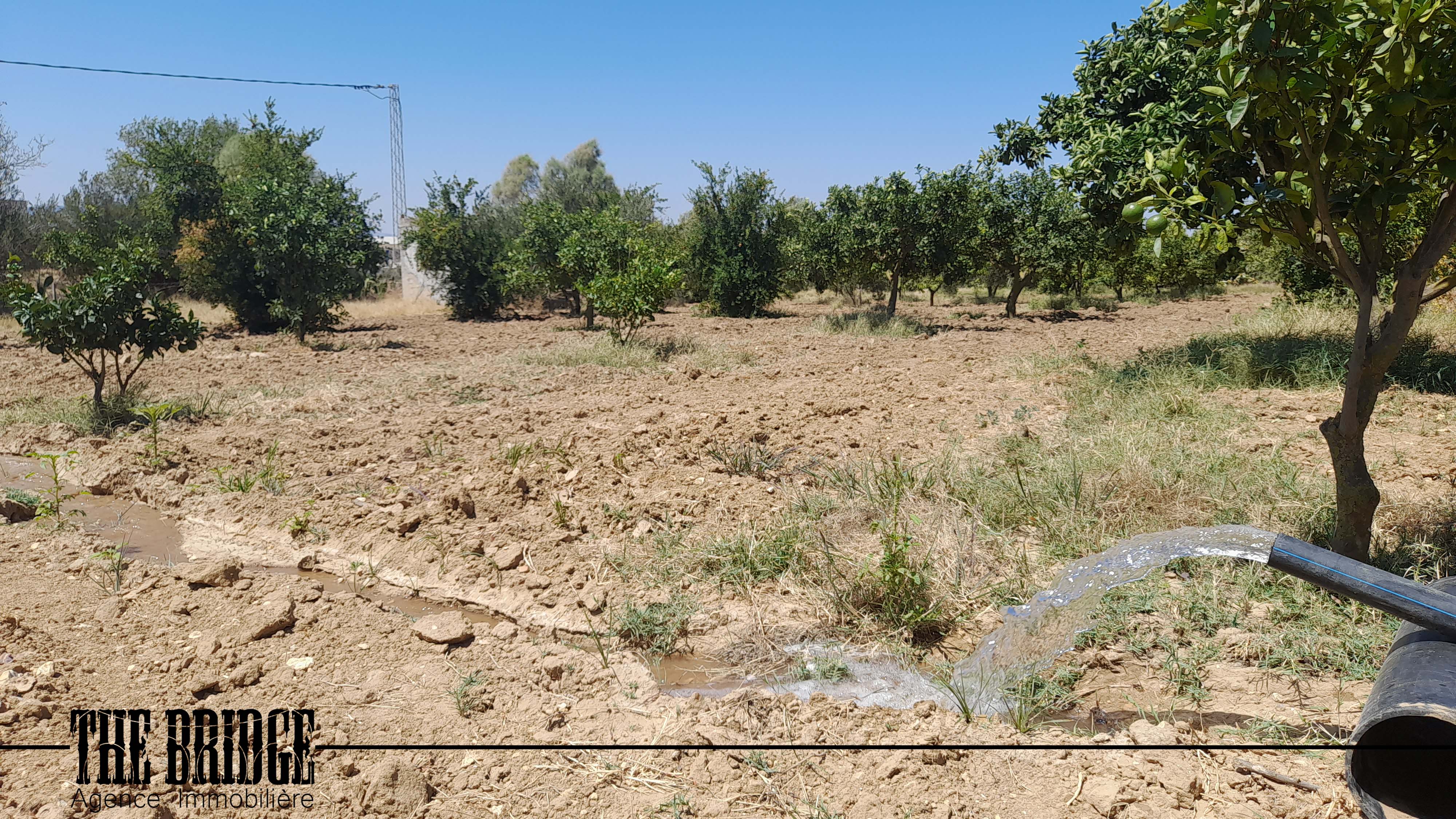     13 845 mc à mhedhba à Nabeul - Photo 4