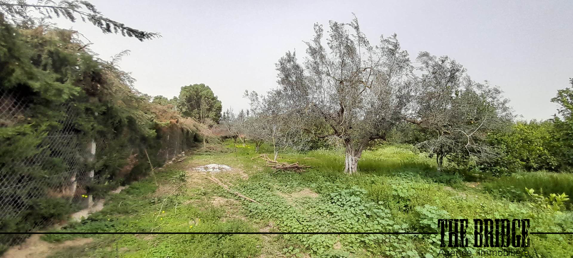     Un hectare dagrumes à Nabeul - Photo 1