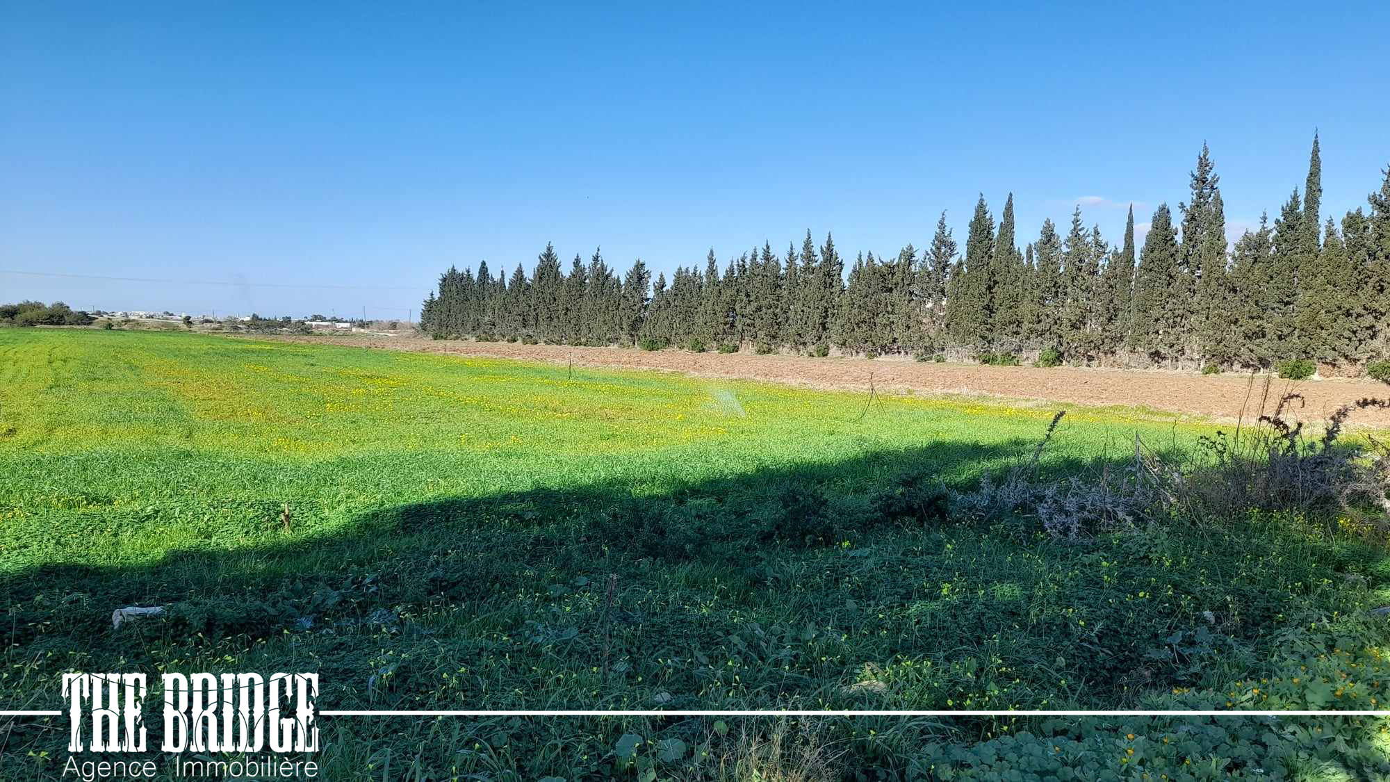    3 hectares à belli à Nabeul - Photo 1