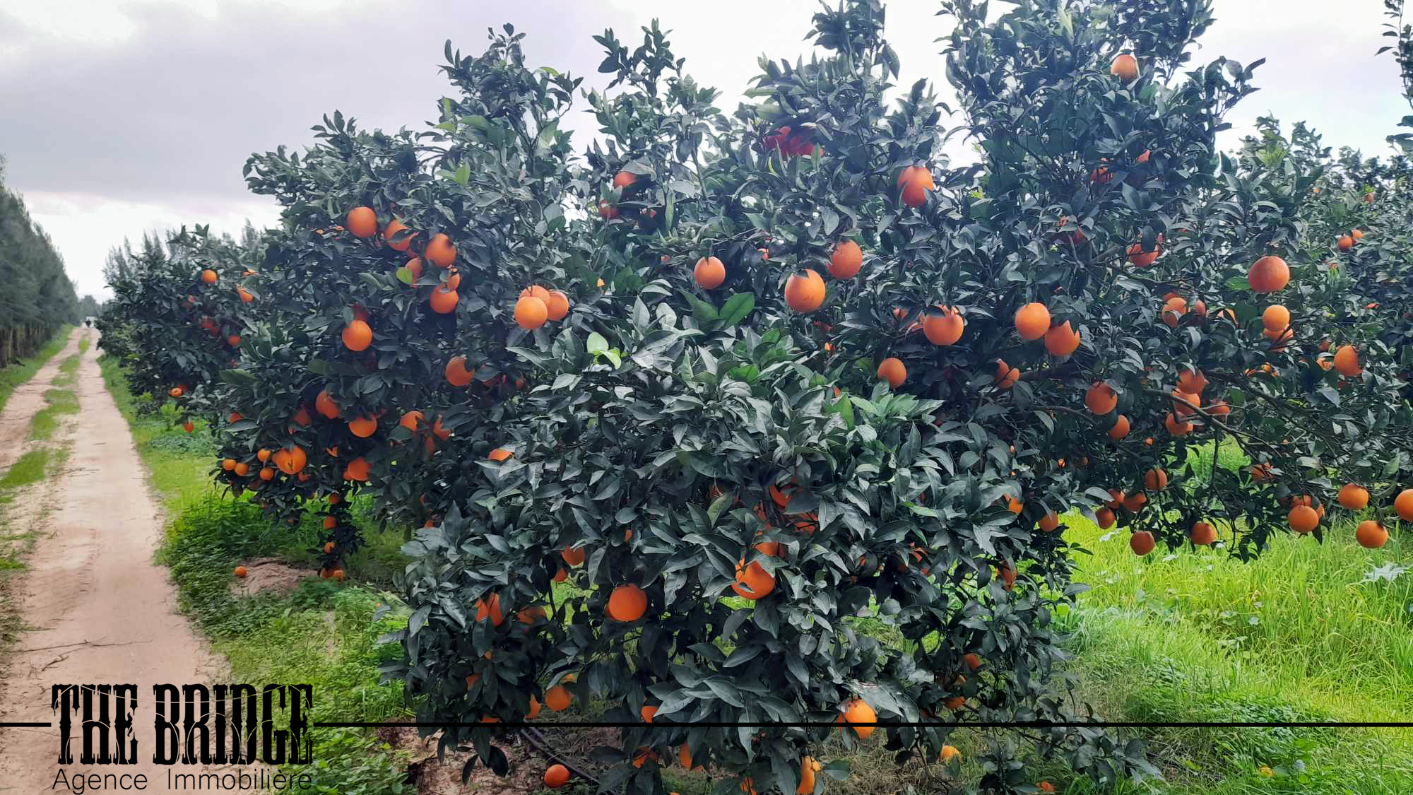     4 hectares dagrumes à Nabeul - Photo 1