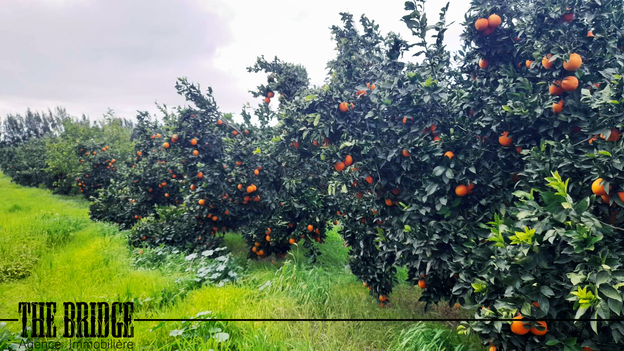     4 hectares dagrumes à Nabeul - Photo 2