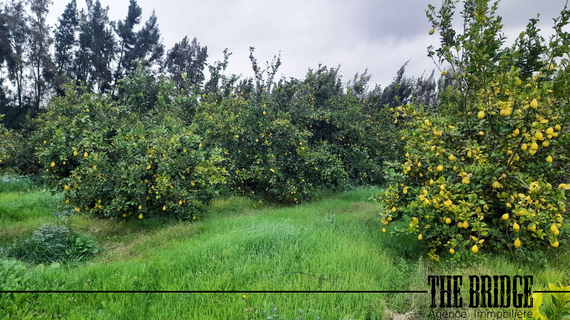     4 hectares dagrumes à Nabeul - Photo 3