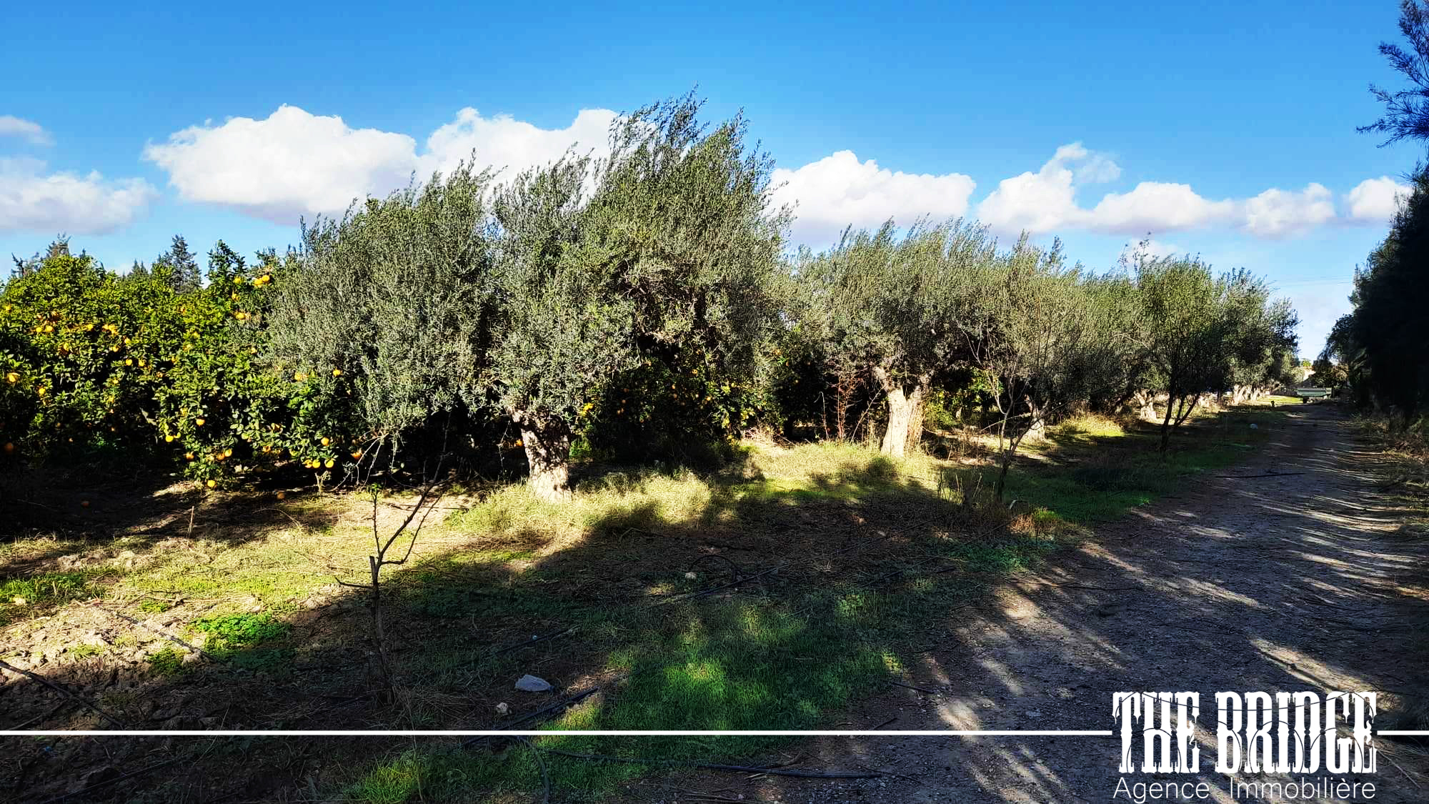    5 hectares dagrumes à Nabeul - Photo 2