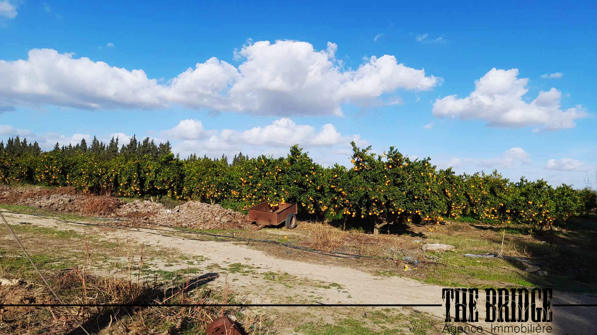     5 hectares dagrumes à Nabeul - Photo 3