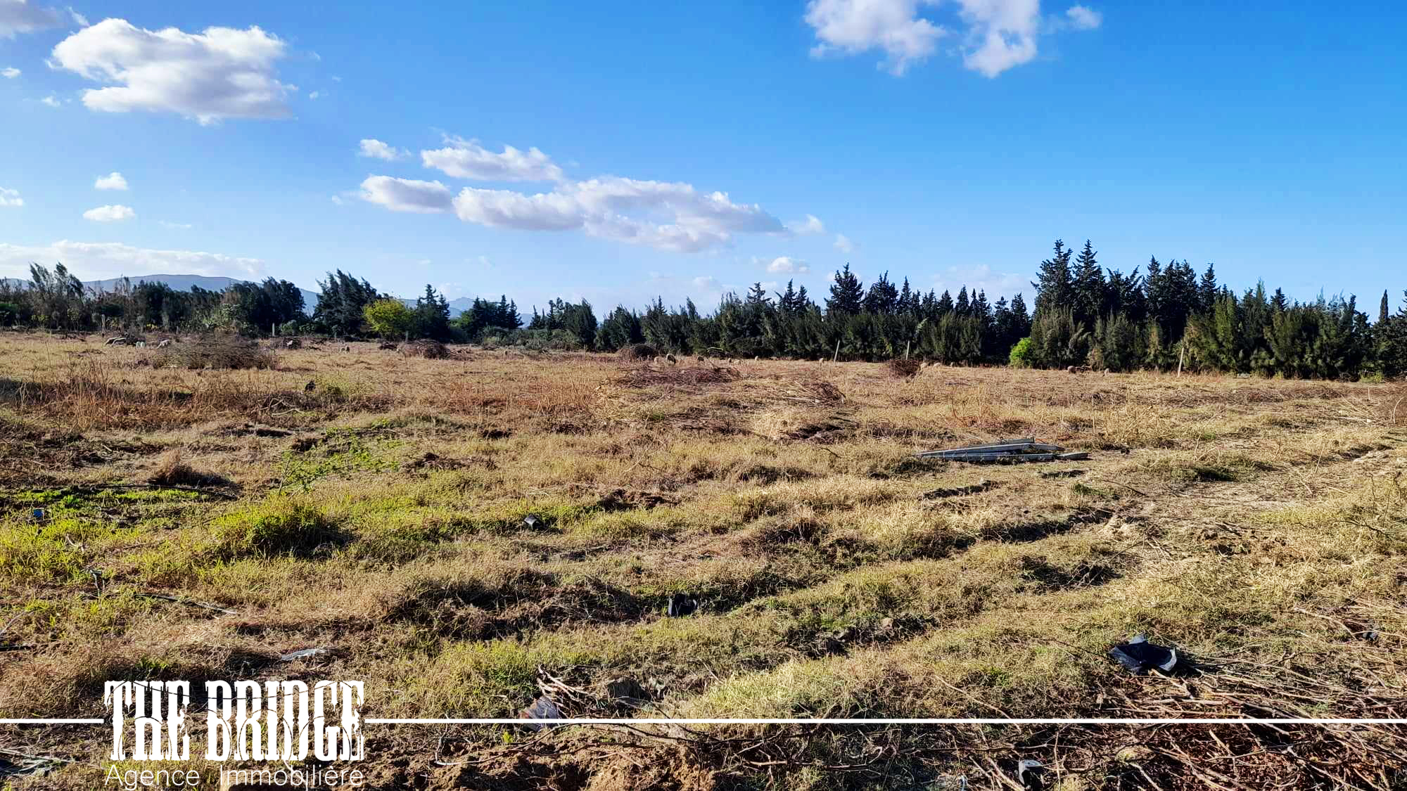     5 hectares dagrumes à Nabeul - Photo 4