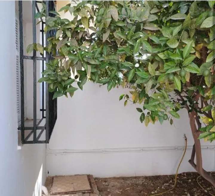    Duplex avec jardin laoui à Tunis - Photo 1