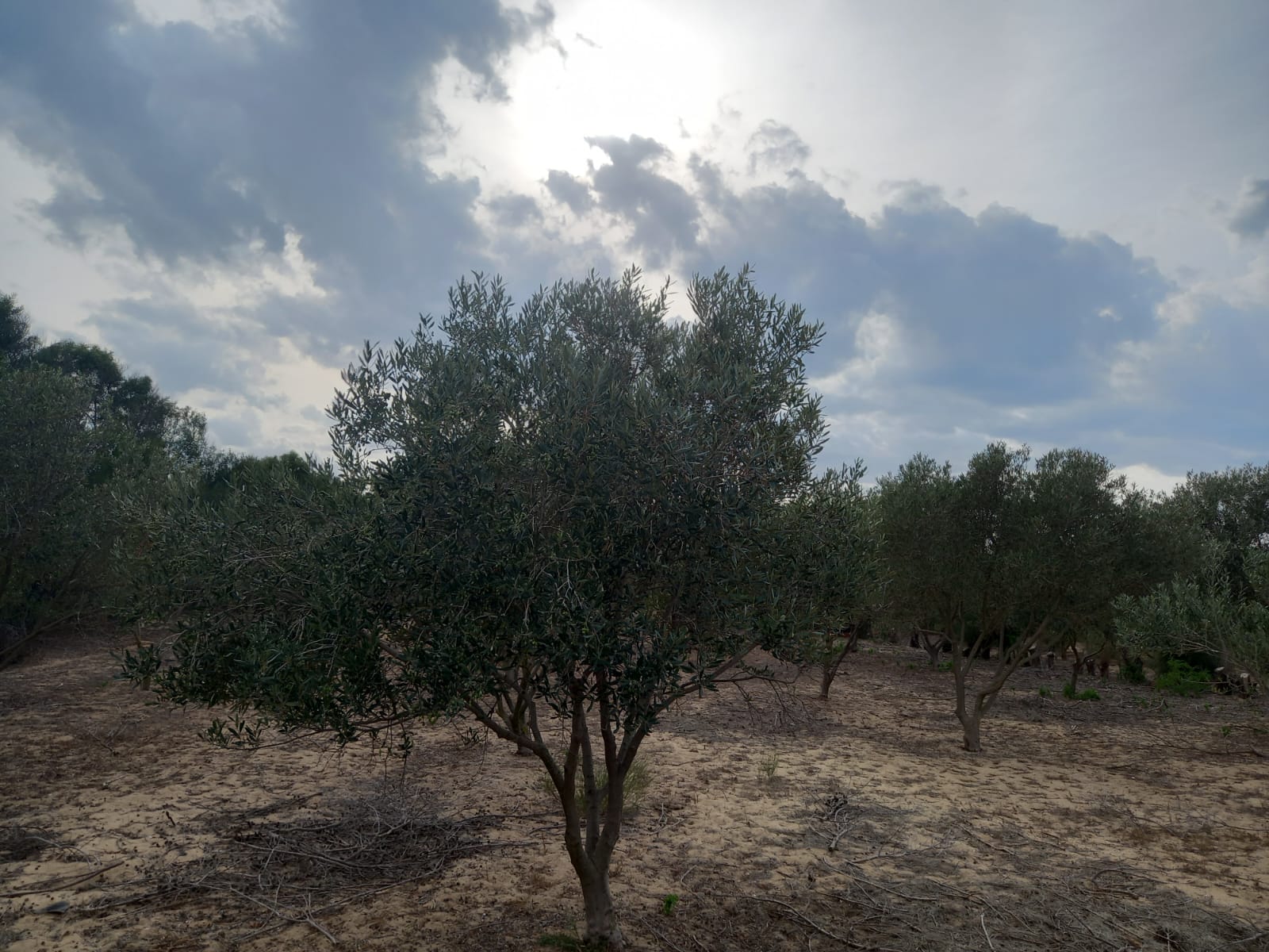    Terrain à soliman à Nabeul - Photo 2