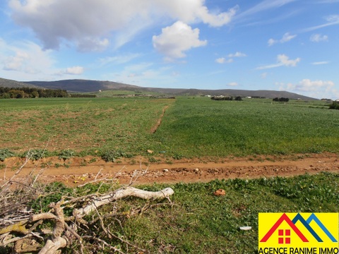    Terrain agricole 1h et 5 à Nabeul - Photo 2