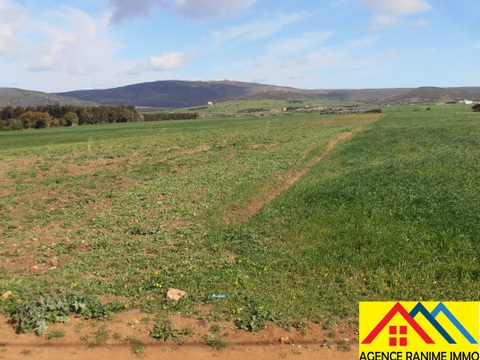    Terrain agricole 1h et 5 à Nabeul - Photo 4