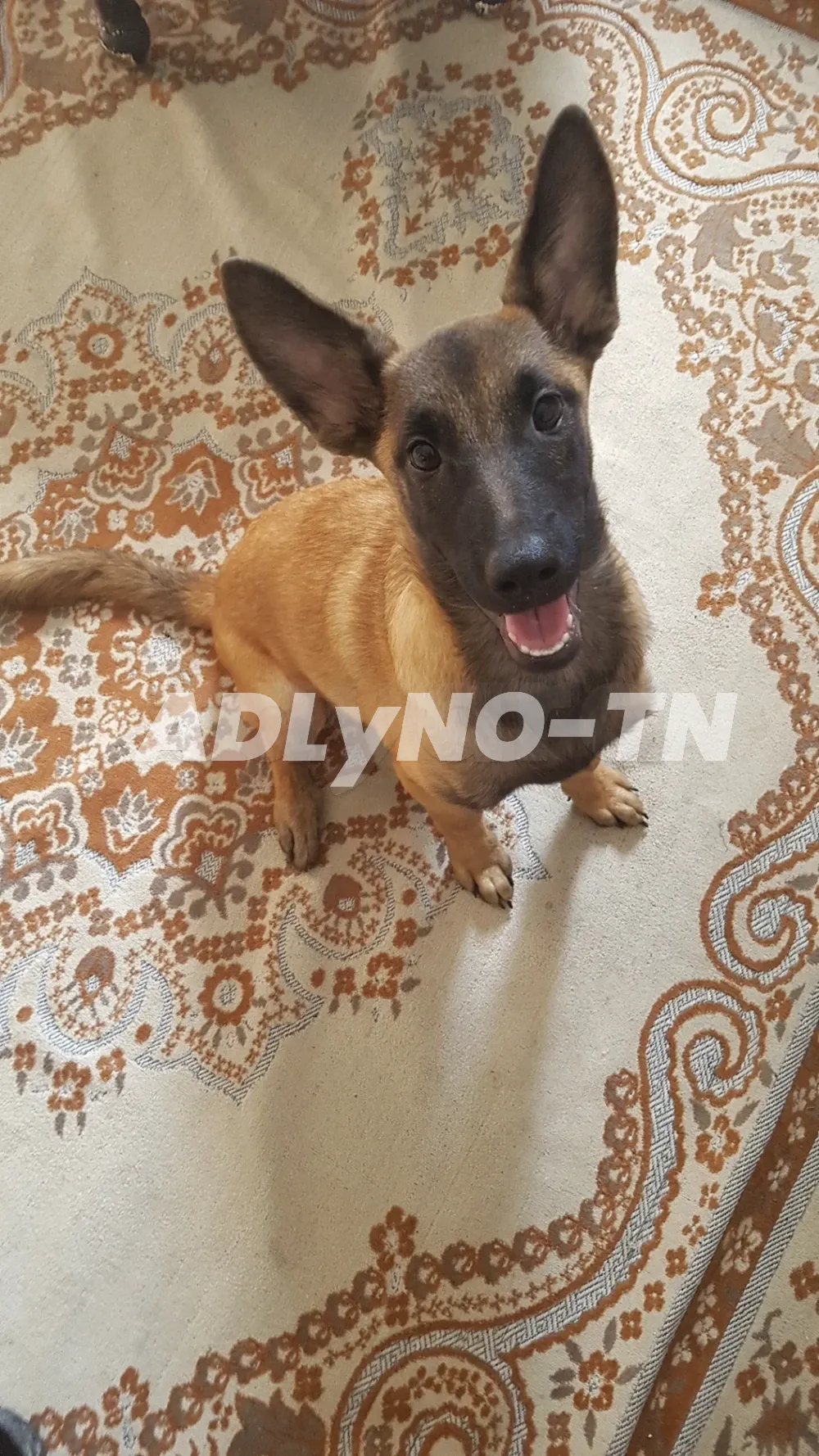 CHIENNE MALINOIS à Ben Arous - Photo 2