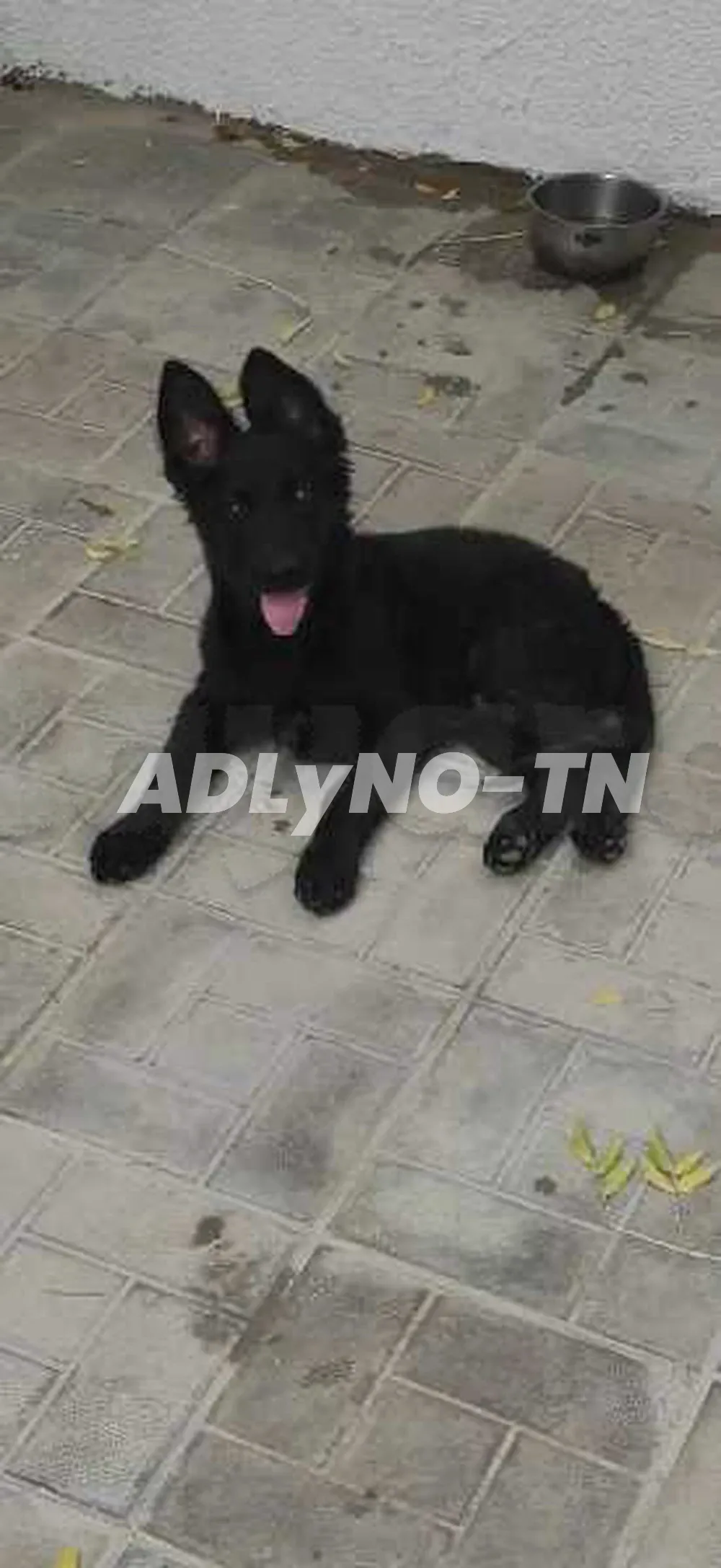 chien Berger allemend noir à Ariana - Photo 1
