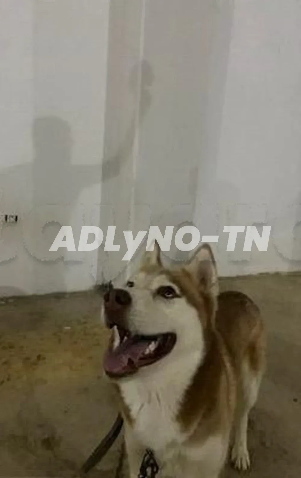 Husky à Ben Arous - Photo 1