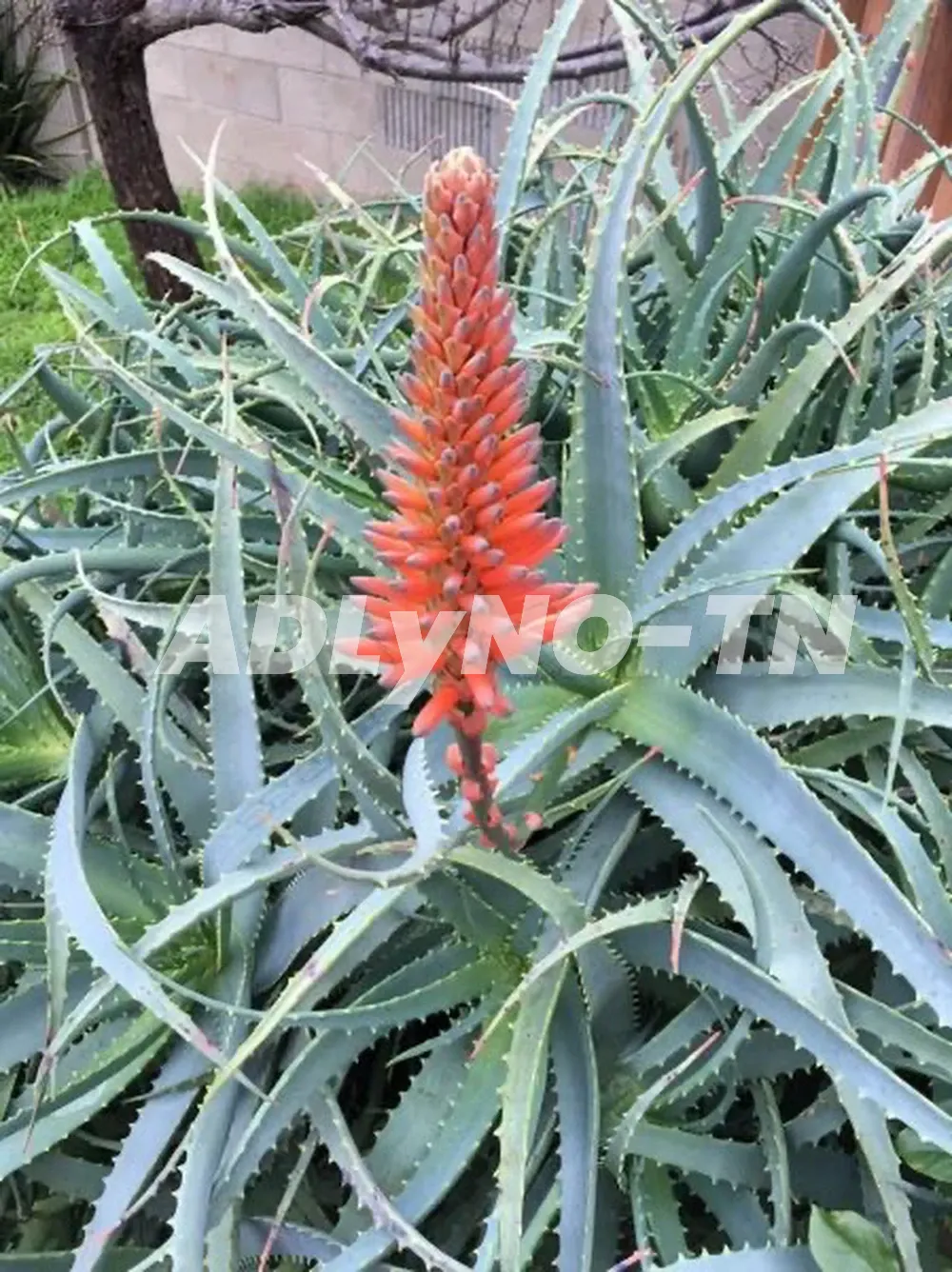 ALOE ARBORESCENT à Ariana - Photo 1