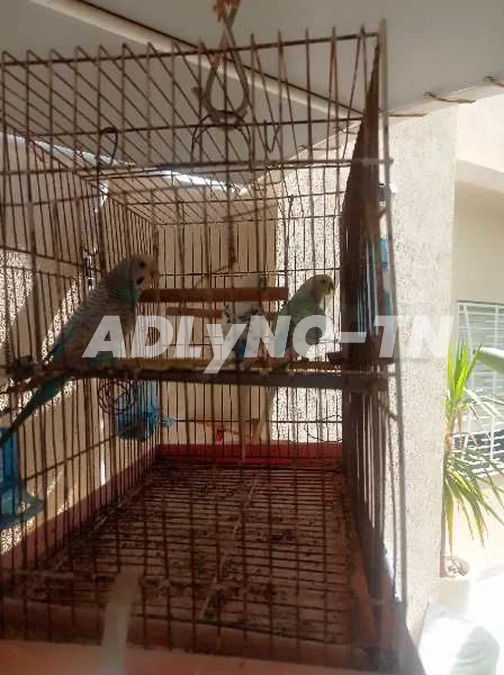 trois perruches+ Cage couple et un mâle à Ariana - Photo 3
